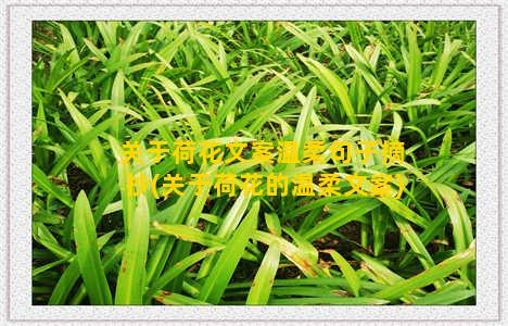 关于荷花文案温柔句子摘抄(关于荷花的温柔文案)