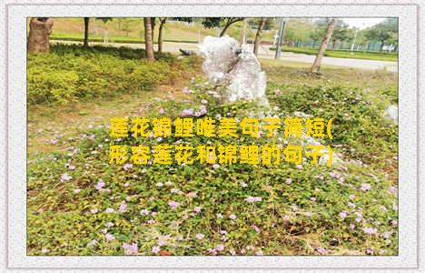 莲花锦鲤唯美句子简短(形容莲花和锦鲤的句子)